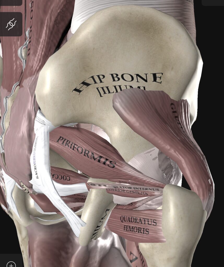kyčel-bolest kyčle-anatomie